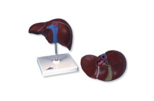 Anatomický model pečene so žlčníkom