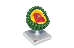 Model vírusu AIDS
