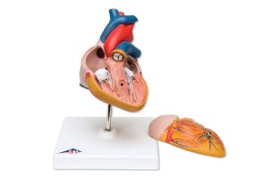Anatomický model srdca, 2 dielny