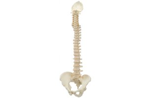 Anatomický model chrbtice